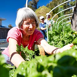 Helena Valley Resort Vegetable Garden