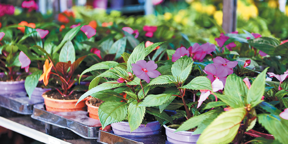 News: Green Thumb Stall Surprises