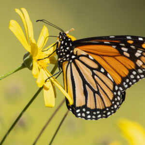 Welcome to the Summer Edition